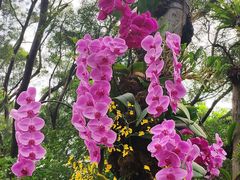 -深圳仙湖植物园