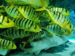 -太平洋海底世界