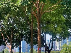 -西北湖绿化广场