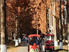 -黄海国家森林公园