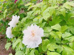-洛阳市隋唐城遗址植物园