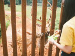 -海南热带野生动植物园