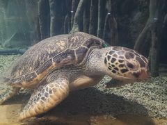 -苏州海洋馆