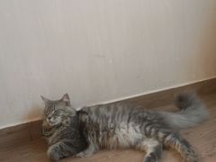 -楼上猫咖(罗湖店)