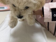 -全心全意连锁动物医院·微创中心·内科急重症·心脏专科(丰管路店)