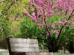 -北京麋鹿生态实验中心