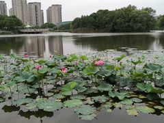 -新江湾城公园