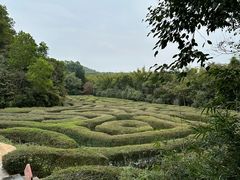 -大屏嶂森林公园
