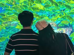 -芜湖新华联大白鲸海洋公园