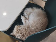 -飞行喵MR PILOT|猫舍·猫咖(静安大融城店)