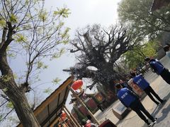 -大槐树寻根祭祖园