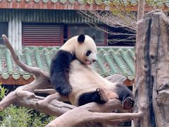 -广州动物园