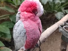 -南宫五洲植物乐园