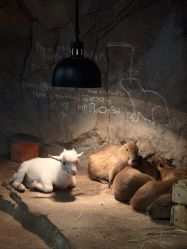 -Zoolung Zoolung动物主题公园(海信广场店)