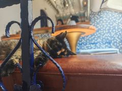 -Sirena海妖日咖夜酒