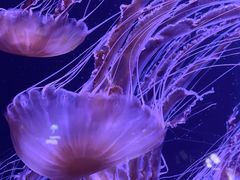 -青岛海底世界-水族馆