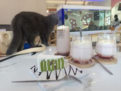 -喵园·猫主题咖啡厅·撸猫·猫咖(国贸店)