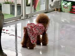 -BABYDOG宝贝狗宠物乐园(欧洲城店)