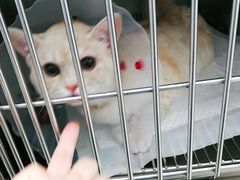 -宠福鑫康馨动物医院·骨科·眼科