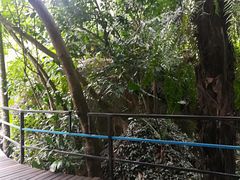 -呀诺达热带雨林