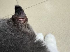 -创凡宠物医院·骨专科  猫科中心(西乡分院)