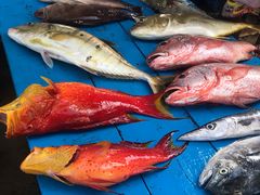 -尼甘布海鲜市场