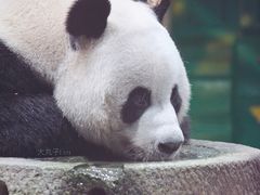 -栾川竹海野生动物园