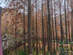 -梅峰山地公园