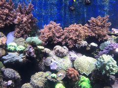-珠海长隆海洋王国