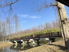 -黄海国家森林公园