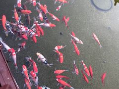 -东台西溪天仙缘景区