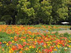 -上海共青森林公园