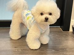 -萌宠之家·腊肠犬·马尔泰·小体犬舍