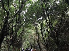 -滴水岩森林公园