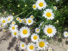 -三圣花乡旅游区