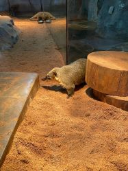 点击看大图 -Zoolung Zoolung动物主题公园(海信广场店)