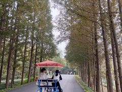 -日照海滨国家森林公园