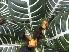 -艾溪湖湿地公园