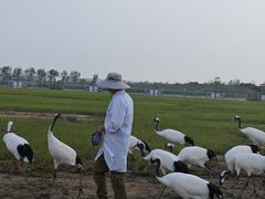 -盐城丹顶鹤湿地生态旅游区