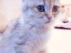 -momokira米努特·德文卷毛猫·棉花面纱犬