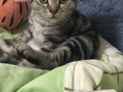 -纳吉亚猫专科动物诊疗中心(蒋宅口分院)