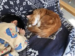 -平行世界·猫咖(首经贸店)