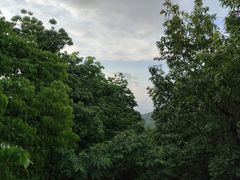 -南山植物园