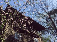 -祁门牯牛降观音堂风景区