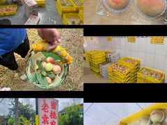 -老袁家蜜桃农场·阳山水蜜桃