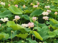 -荷塘月色湿地公园·向阳花洲