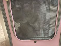 -袖虎·猫馆(体育西路店)