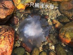 -杨梅坑