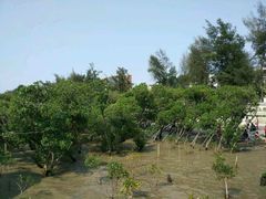 -宝安西湾红树林湿地公园