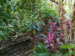 -呀路古热带植物园